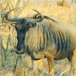 blue wildebeest in kruger